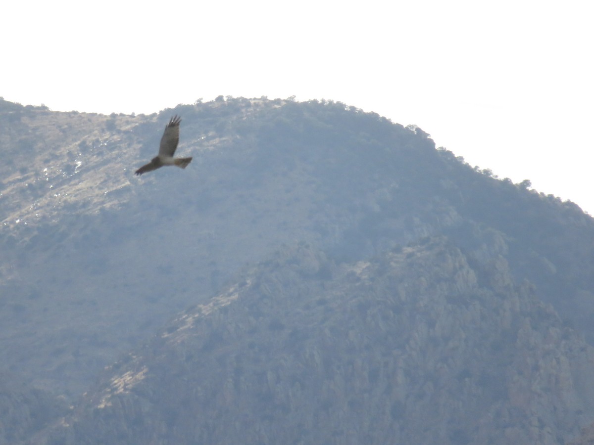 Northern Harrier - ML46214641