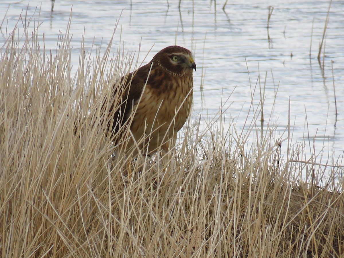 Northern Harrier - ML46214671