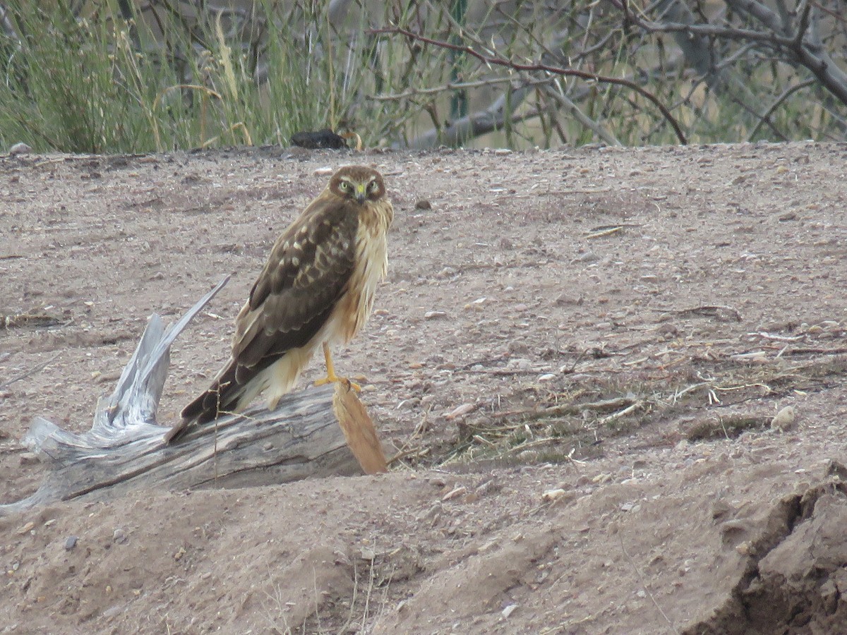 Northern Harrier - ML46214681