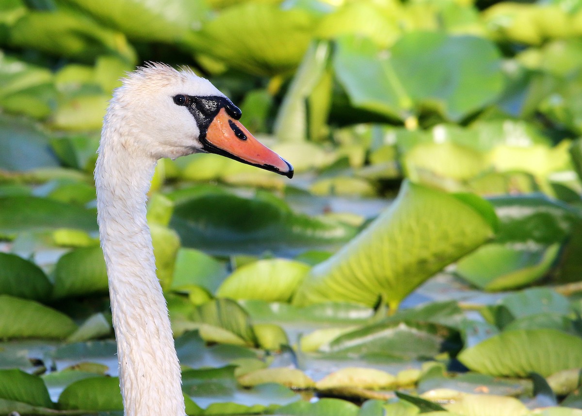 Mute Swan - ML462146831