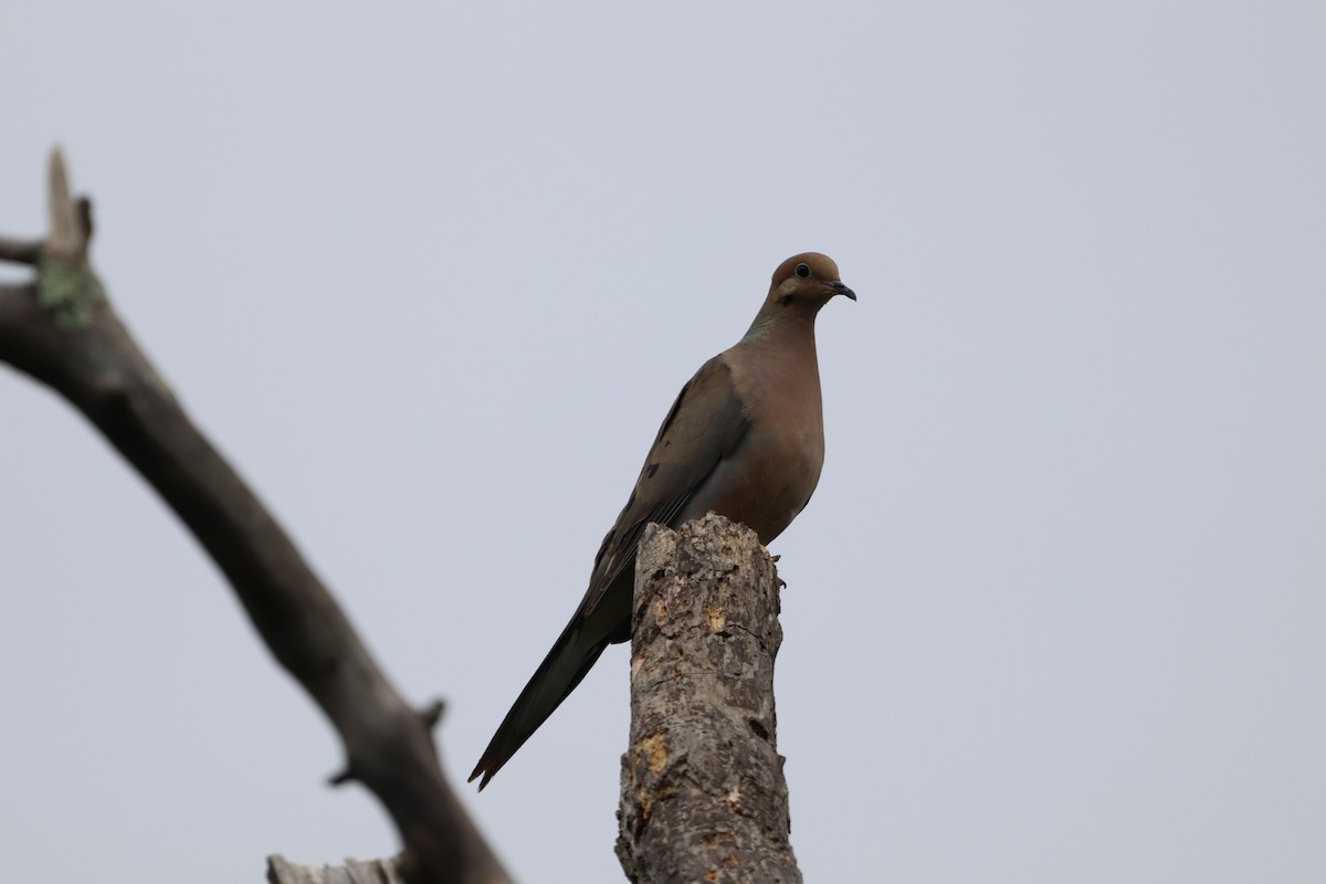 Mourning Dove - ML462147271