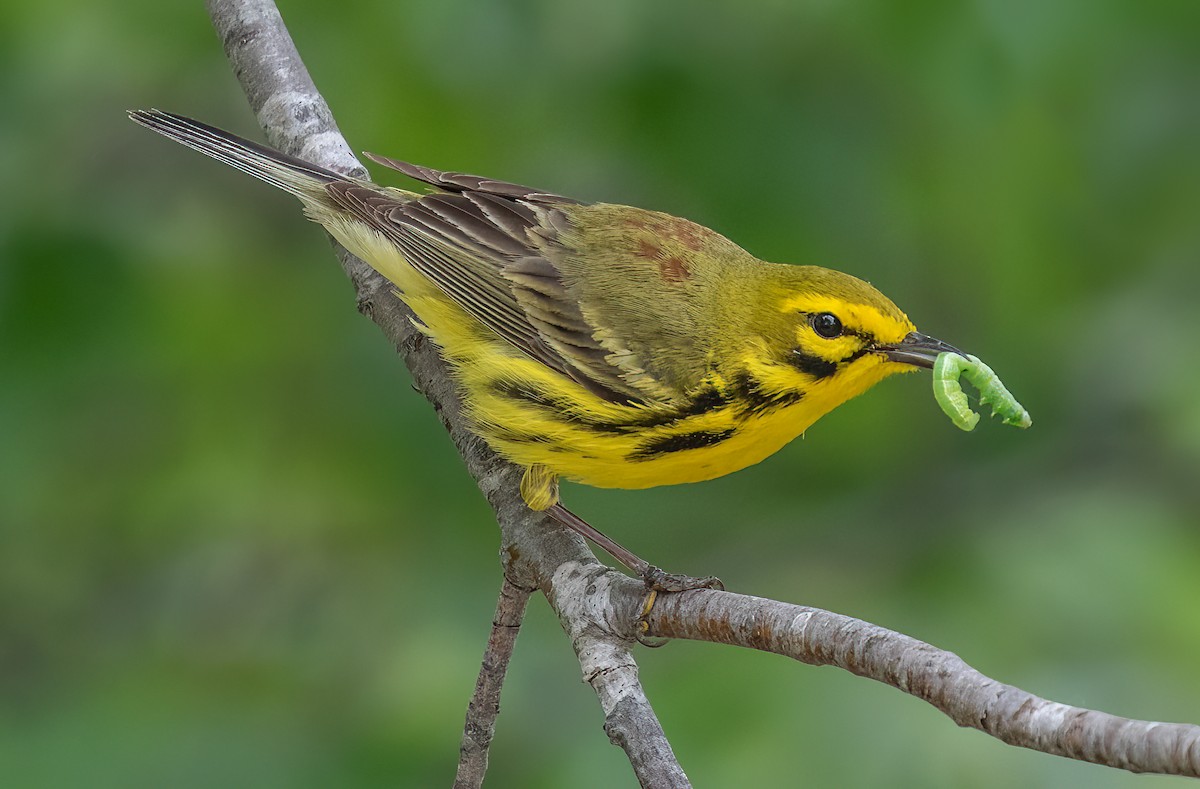 Prairie Warbler - Iris Kilpatrick