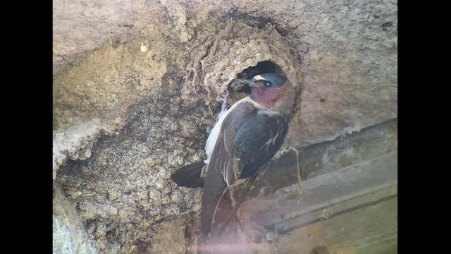 Cliff Swallow - ML462151111