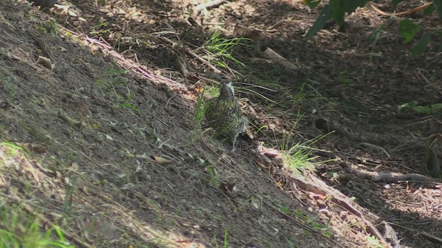 Green-barred Woodpecker (Golden-breasted) - ML462151261