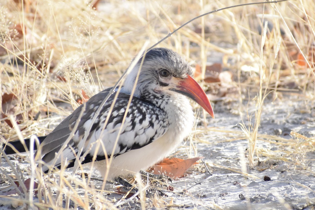 Southern Red-billed Hornbill - Jacob Henry