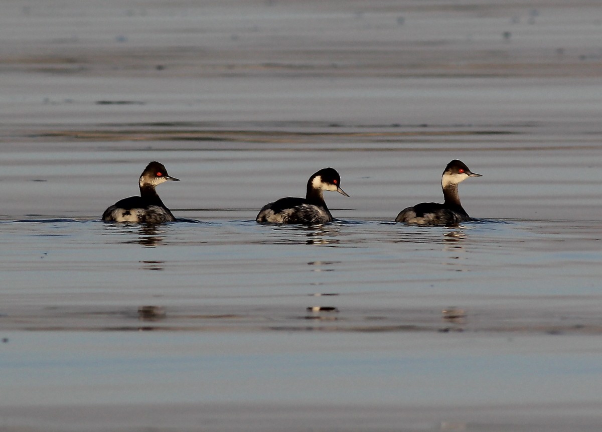 Eared Grebe - ML46215351