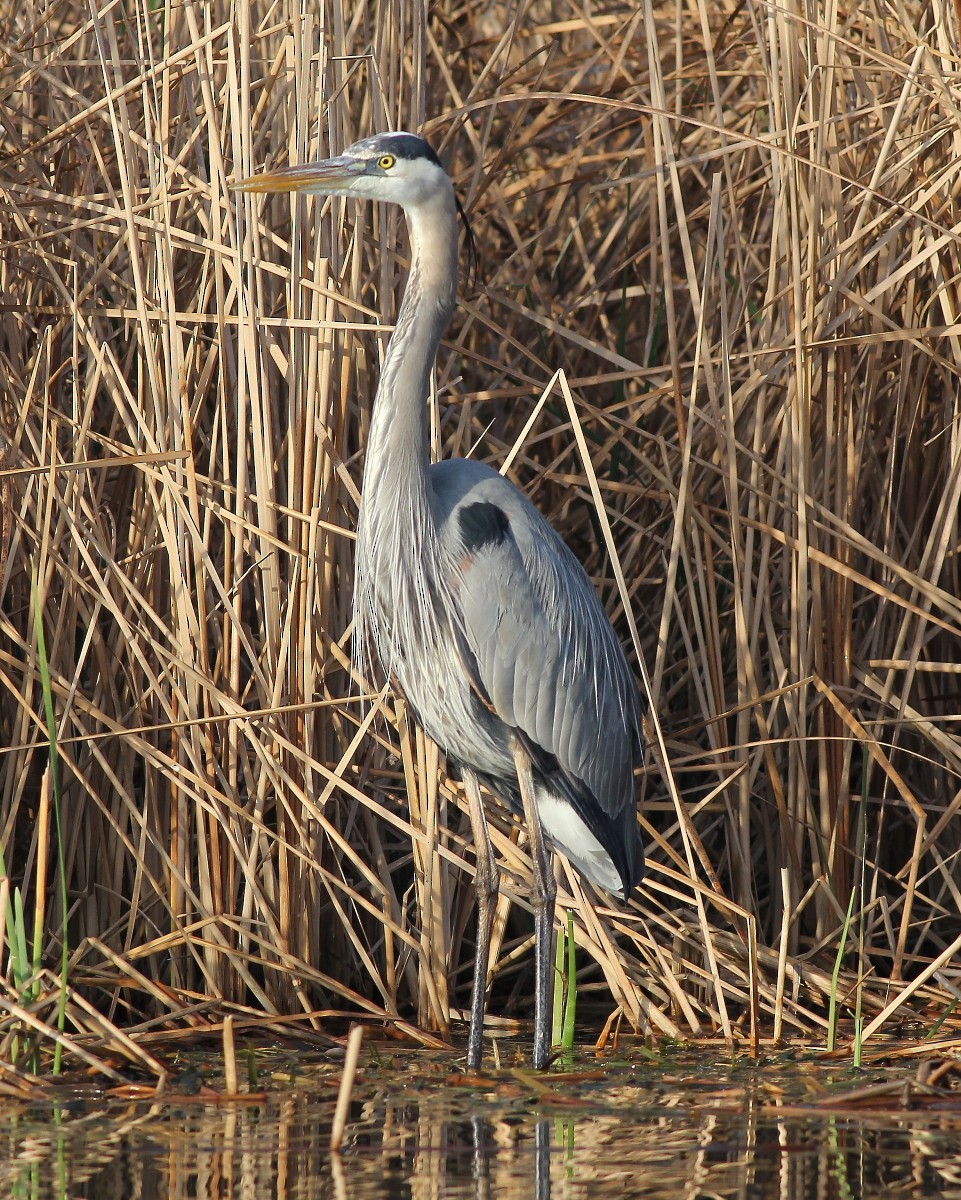 Great Blue Heron - ML46215381