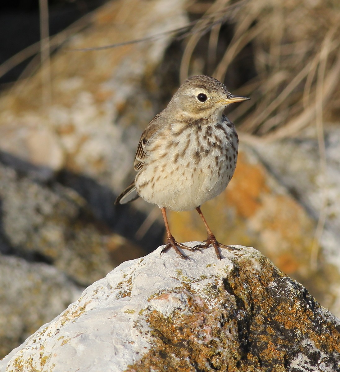 Pipit d'Amérique - ML46215461