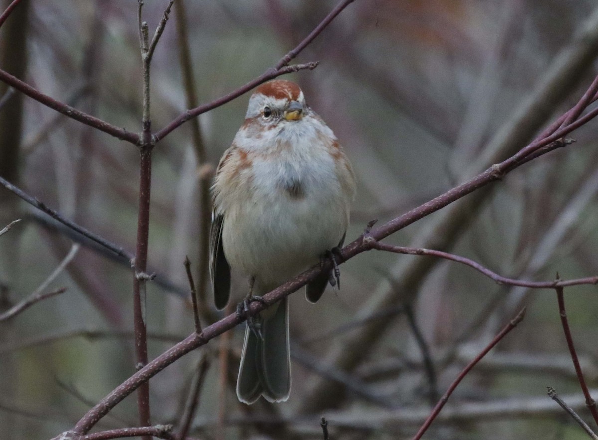 American Tree Sparrow - ML46215661