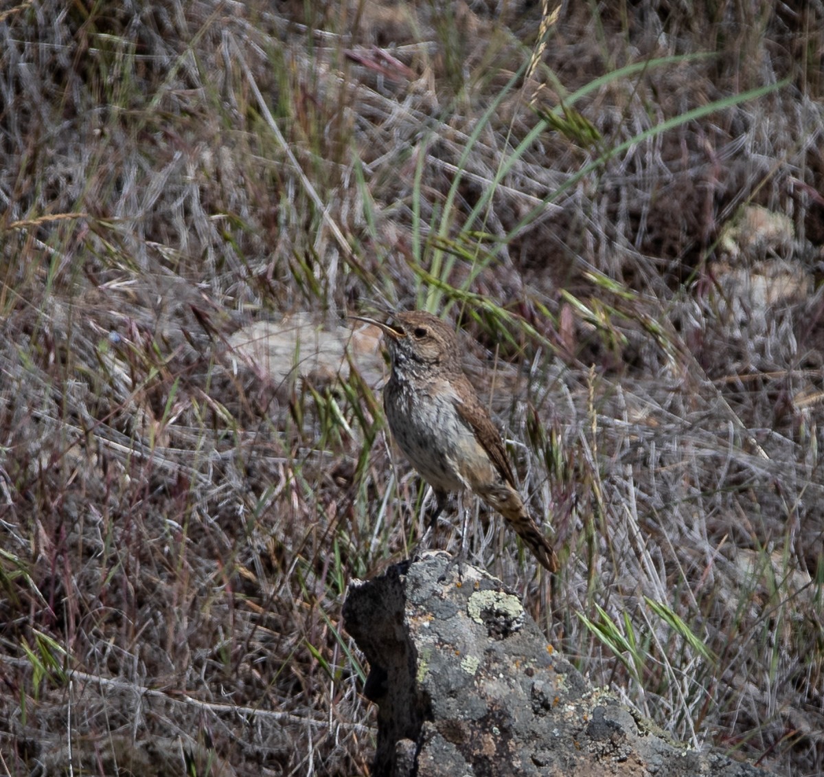 Rock Wren - ML462156751