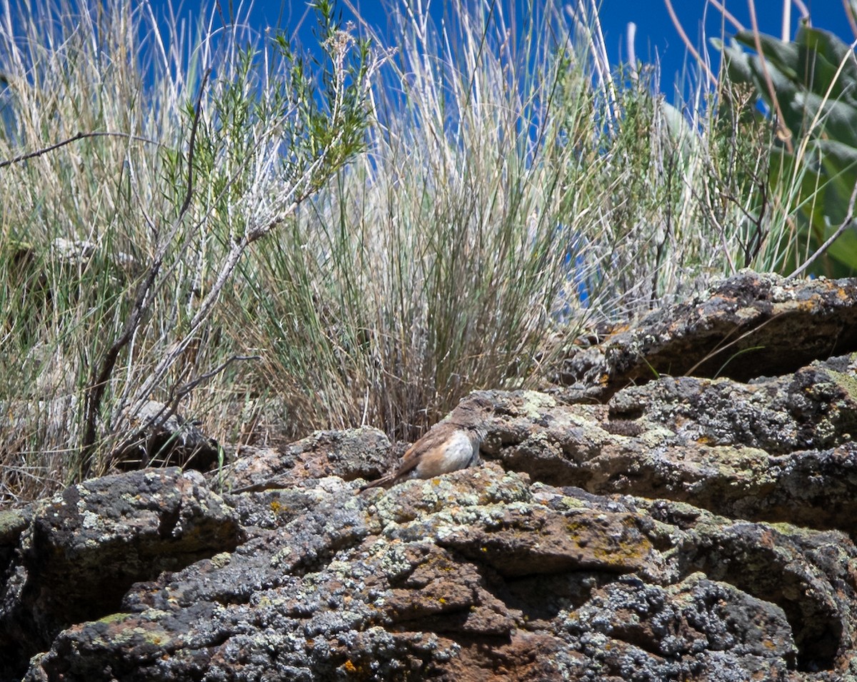 Rock Wren - ML462156781