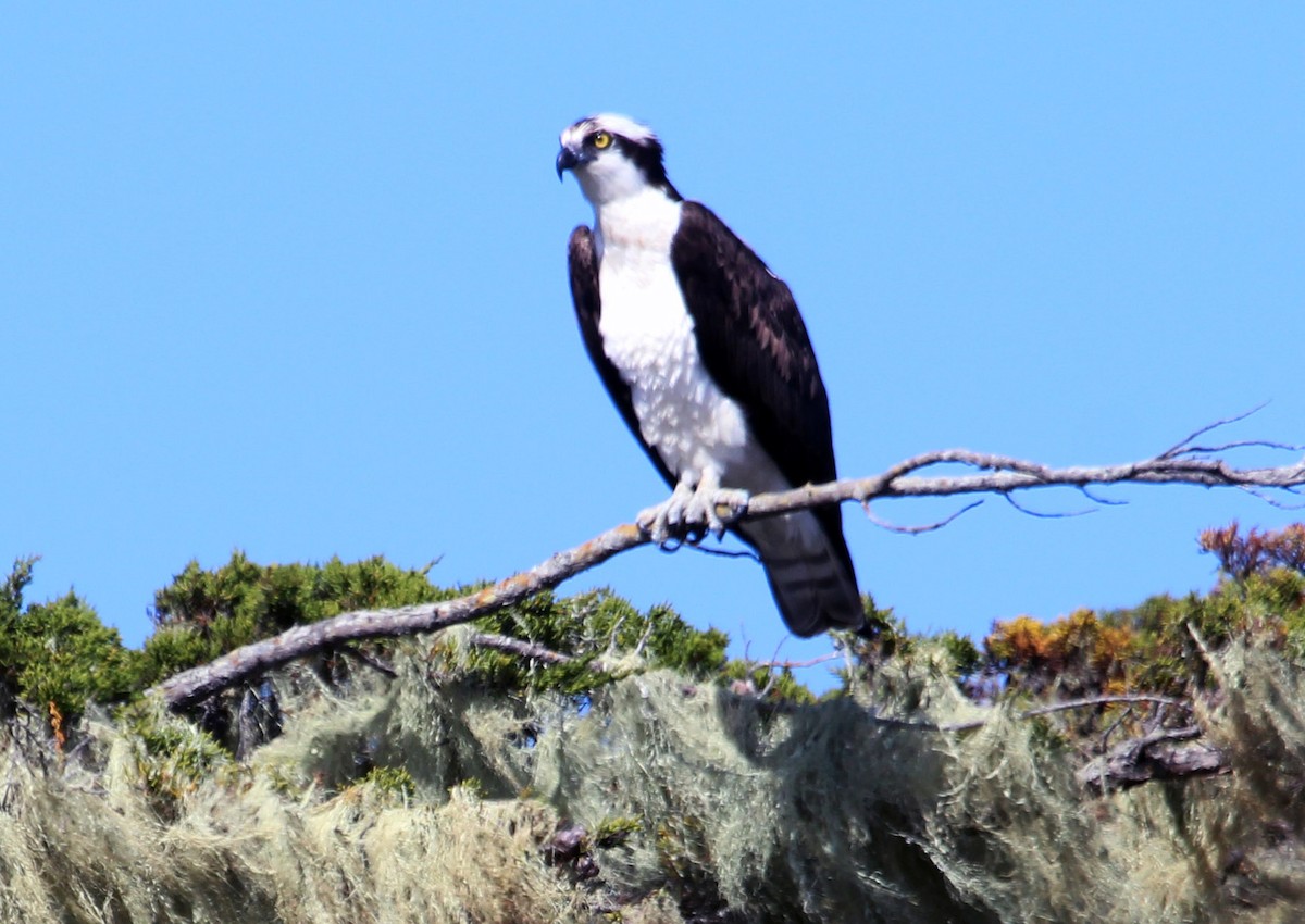 Osprey - Connie Haile