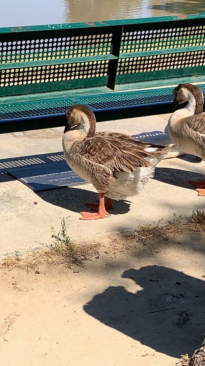 Swan Goose (Domestic type) - ML462160081