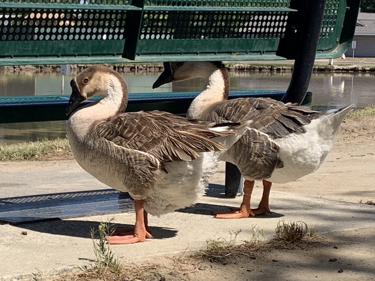 Swan Goose (Domestic type) - ML462160101