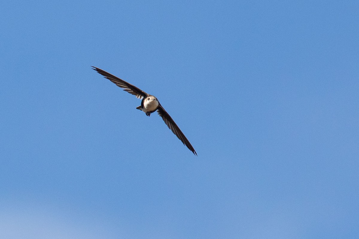 White-throated Swift - ML462160681