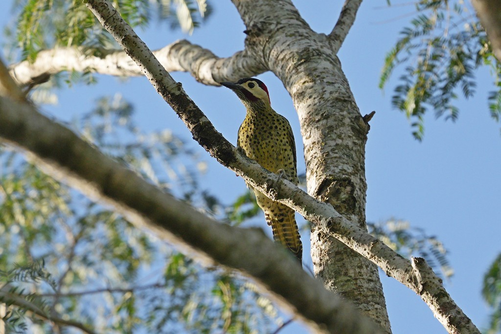 Green-barred Woodpecker - ML462160831