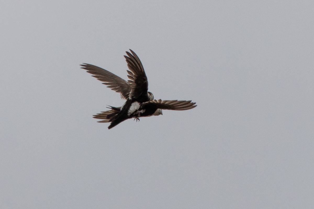 White-throated Swift - Ken Chamberlain