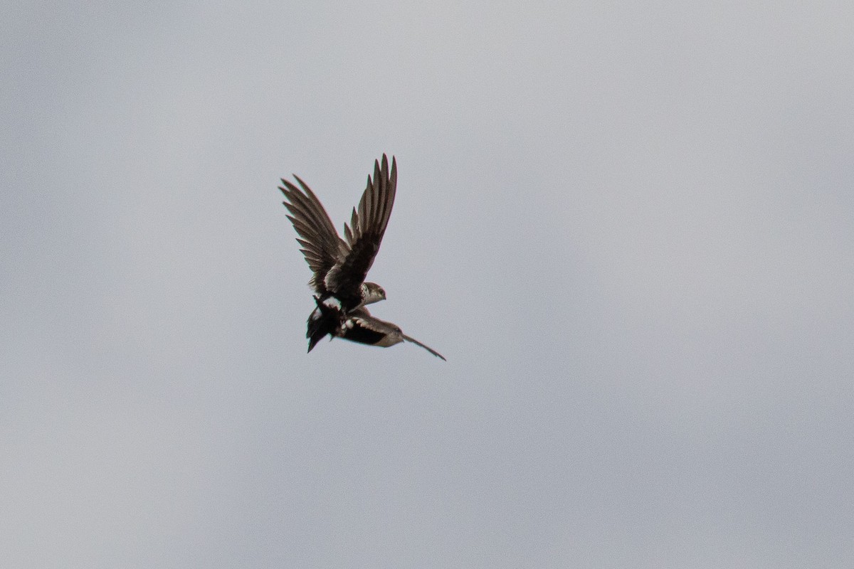 White-throated Swift - ML462162211