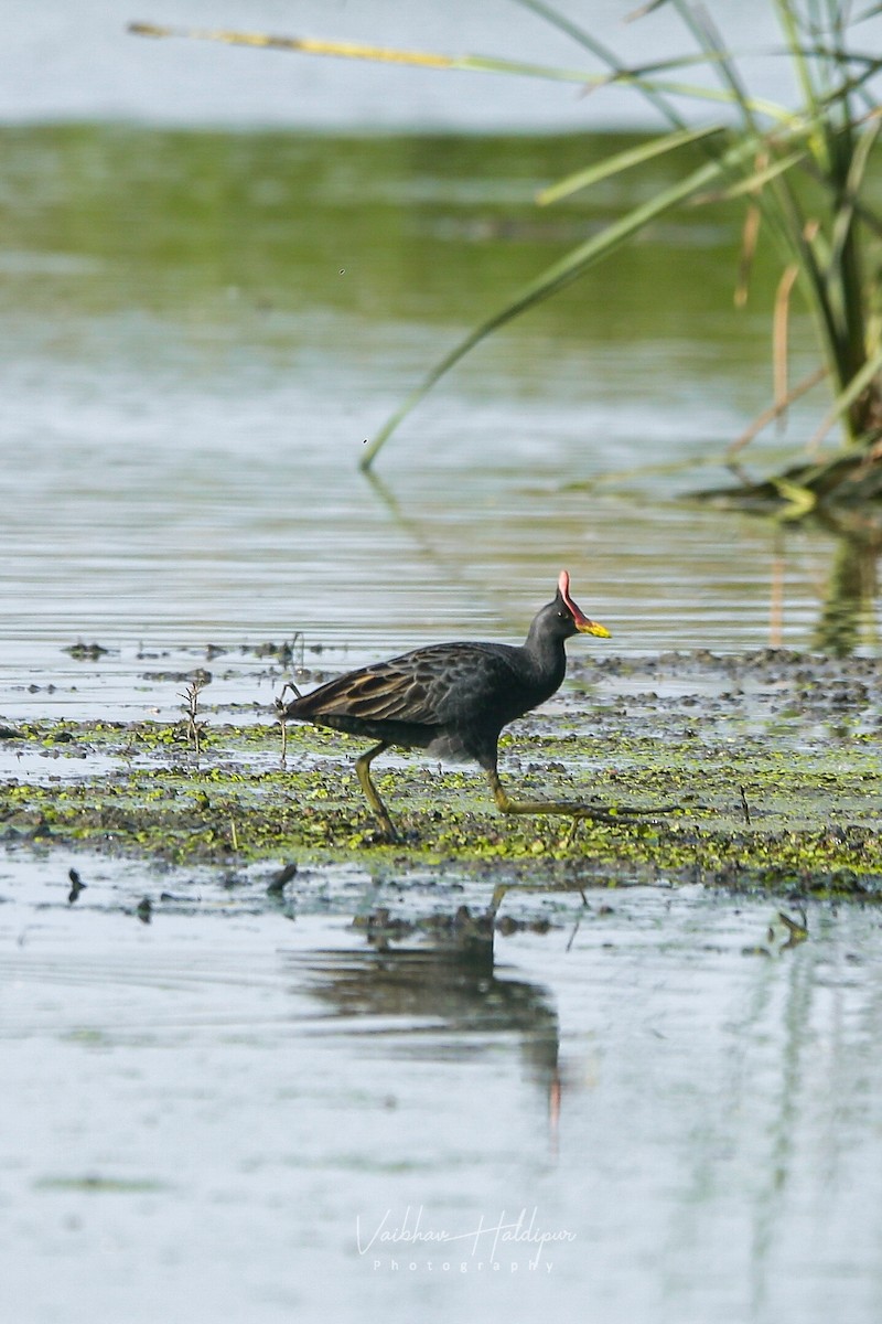 Watercock - ML462162661