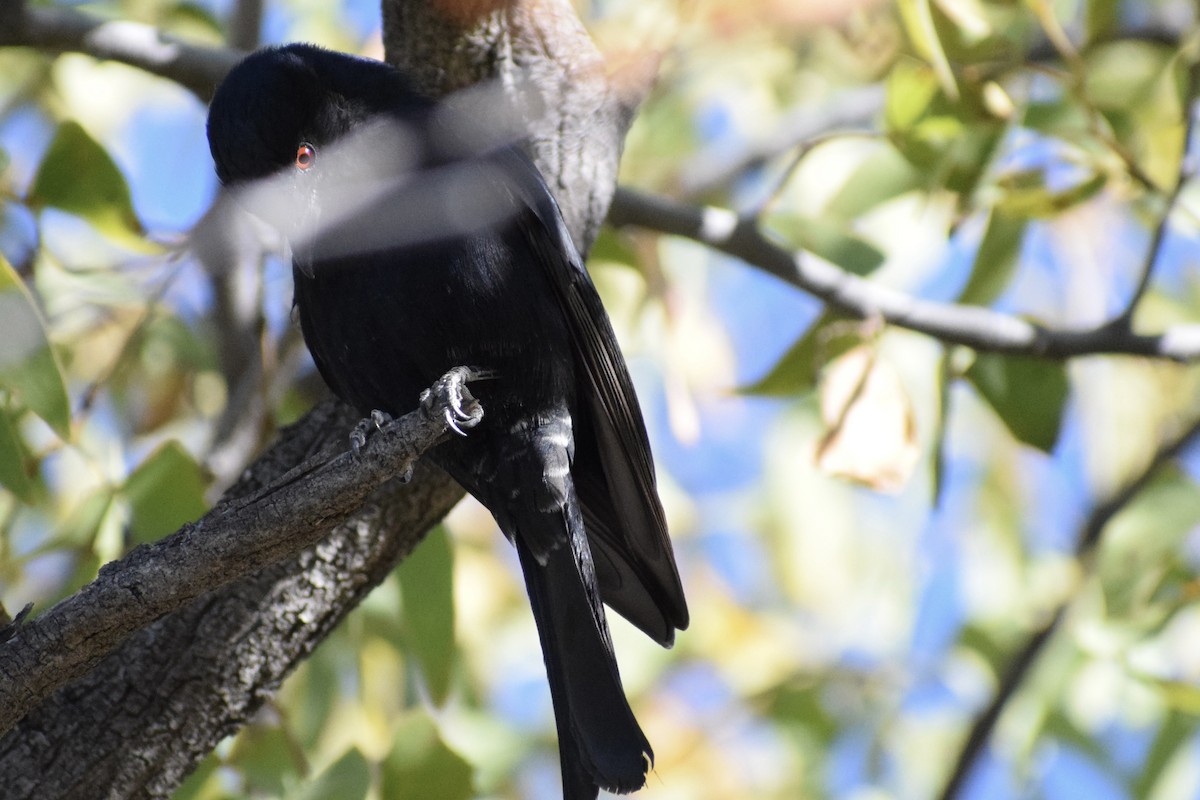 Fork-tailed Drongo - ML462163431