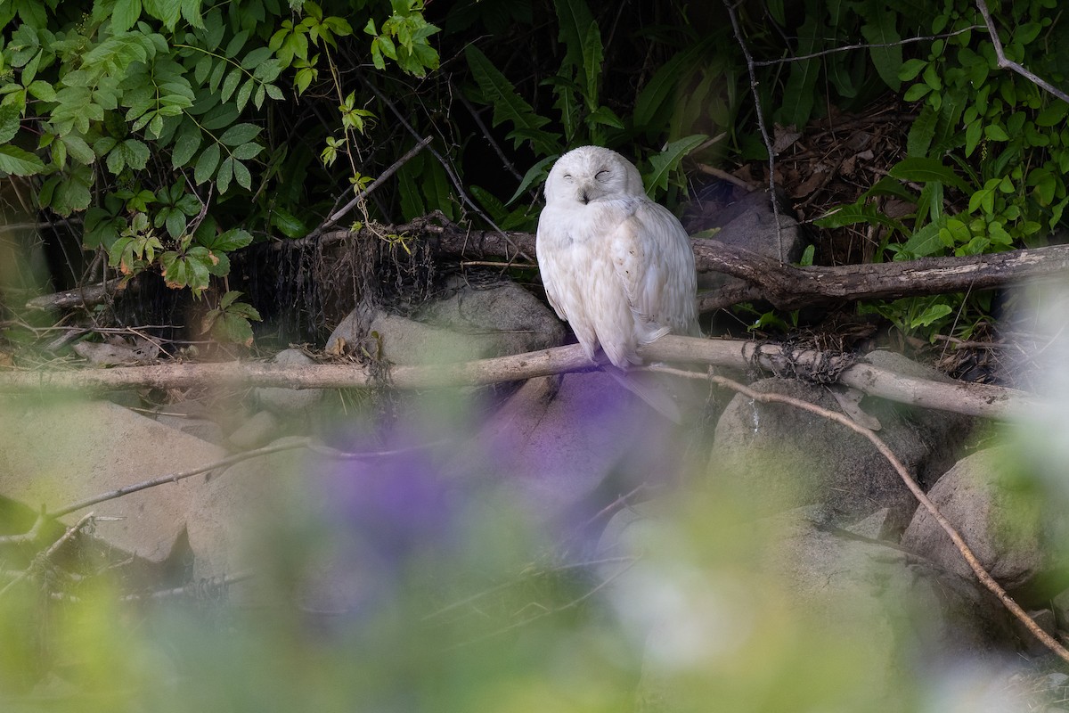 Snowy Owl - ML462164651