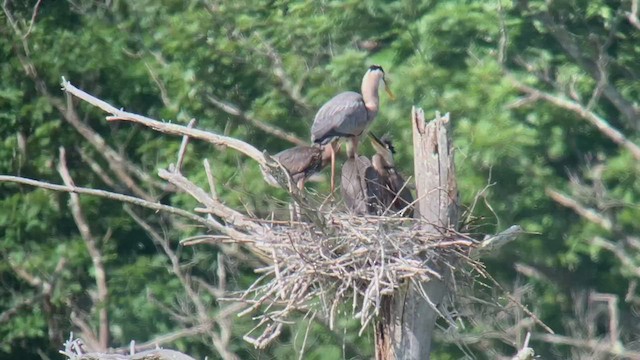 Great Blue Heron - ML462168101