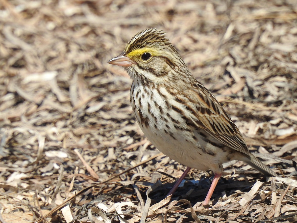 Savannah Sparrow - ML462169451