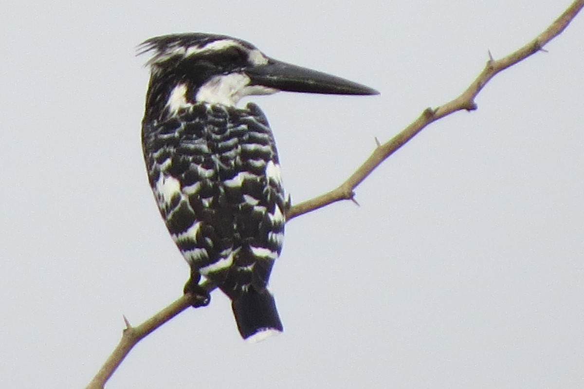 Pied Kingfisher - ML46217051