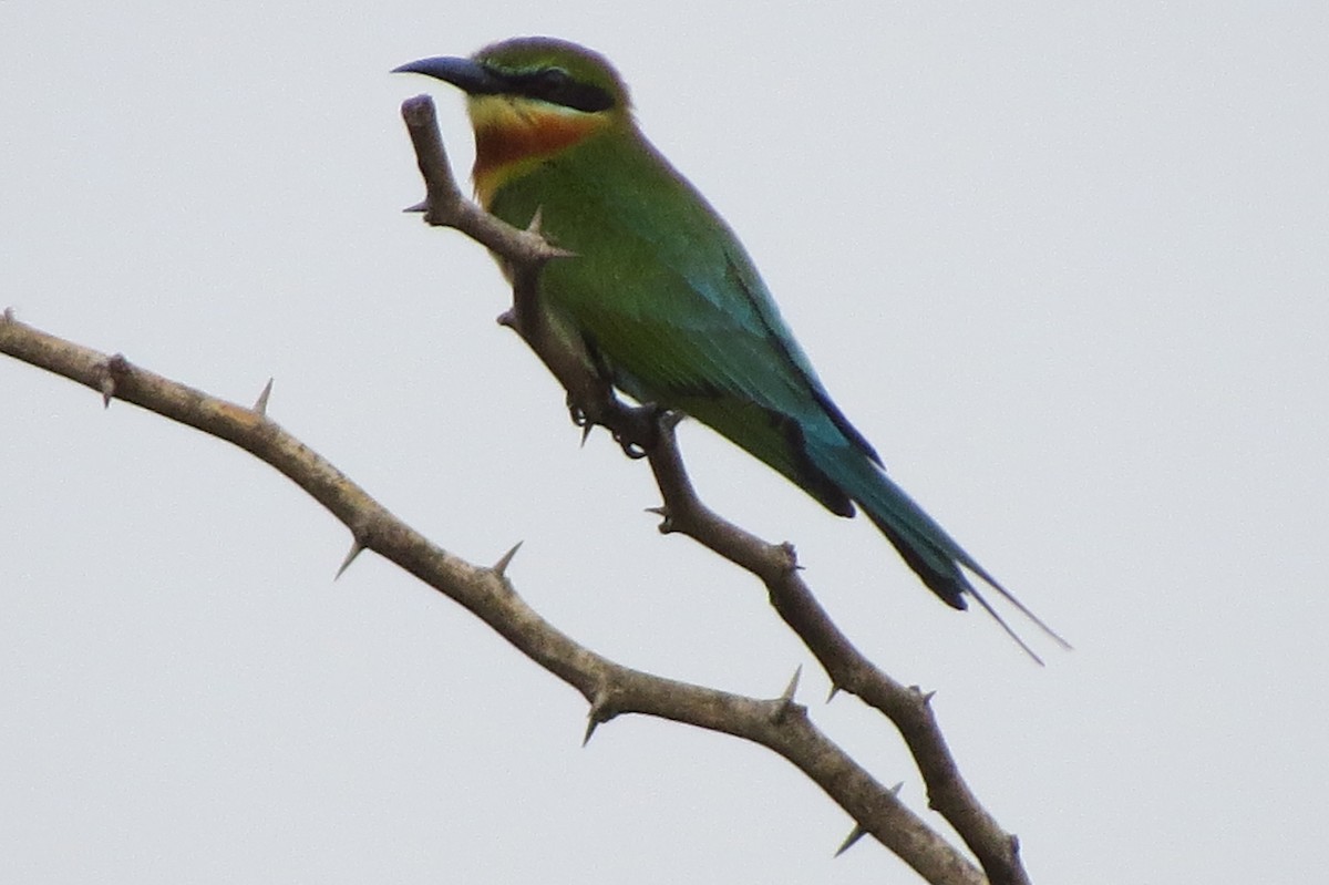 Blue-tailed Bee-eater - ML46217071