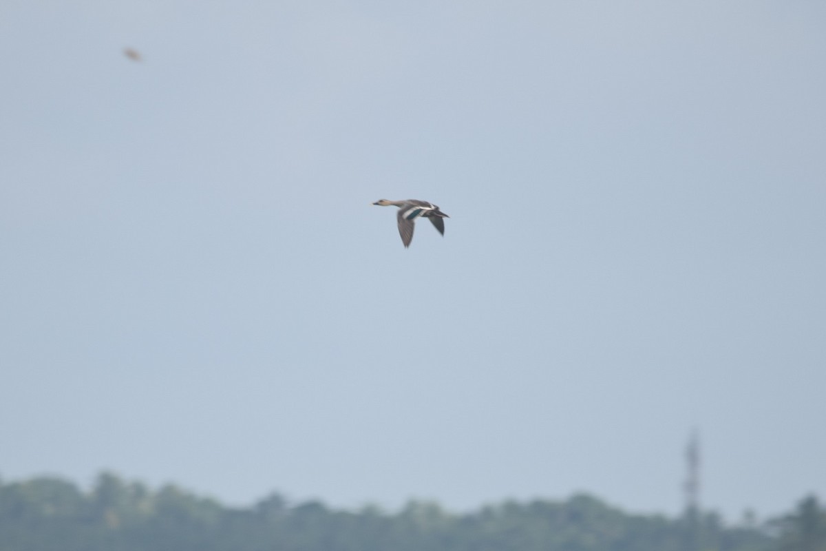 Indian Spot-billed Duck - ML462170981