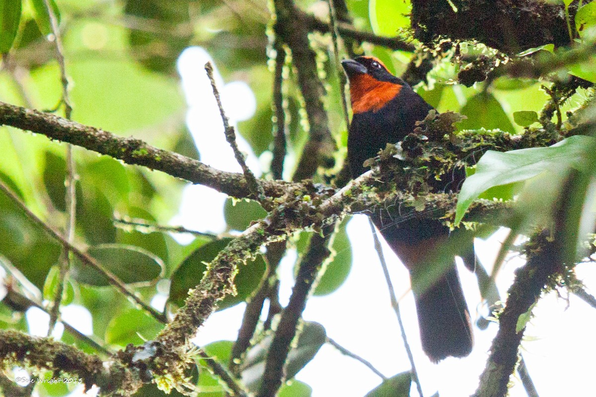 Puerto Rican Bullfinch - ML46217121