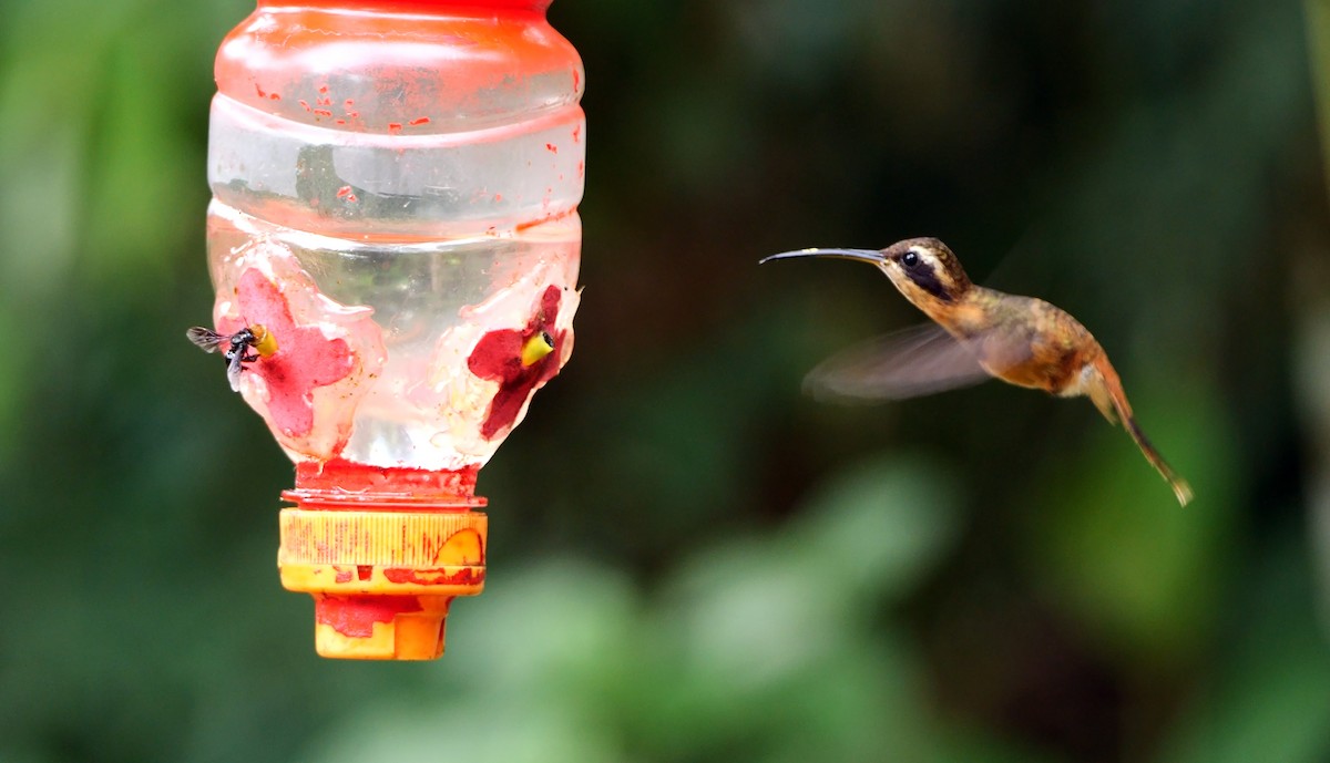 White-browed Hermit - ML462171611