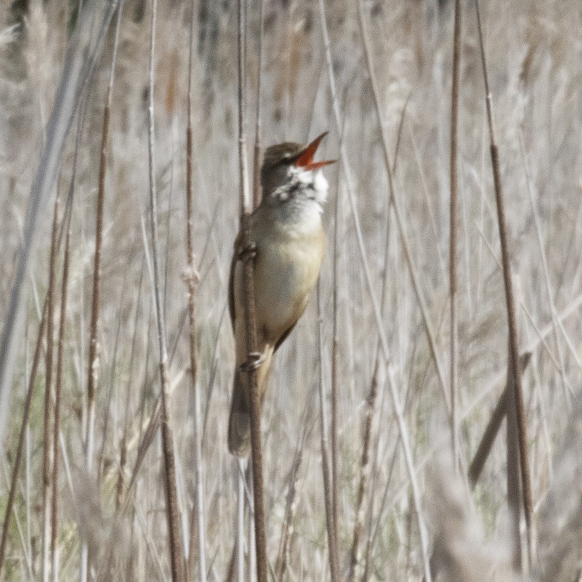 Great Reed Warbler - ML462171691