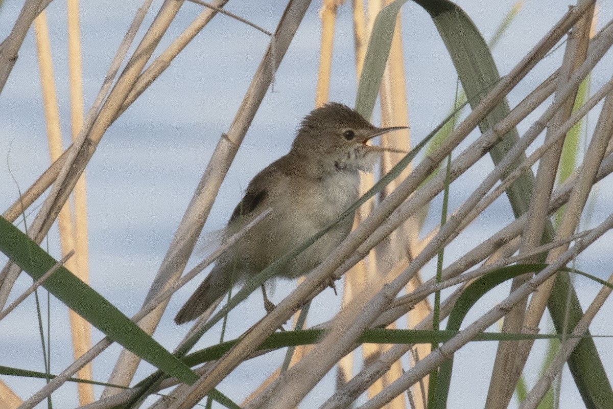 Great Reed Warbler - ML462171721