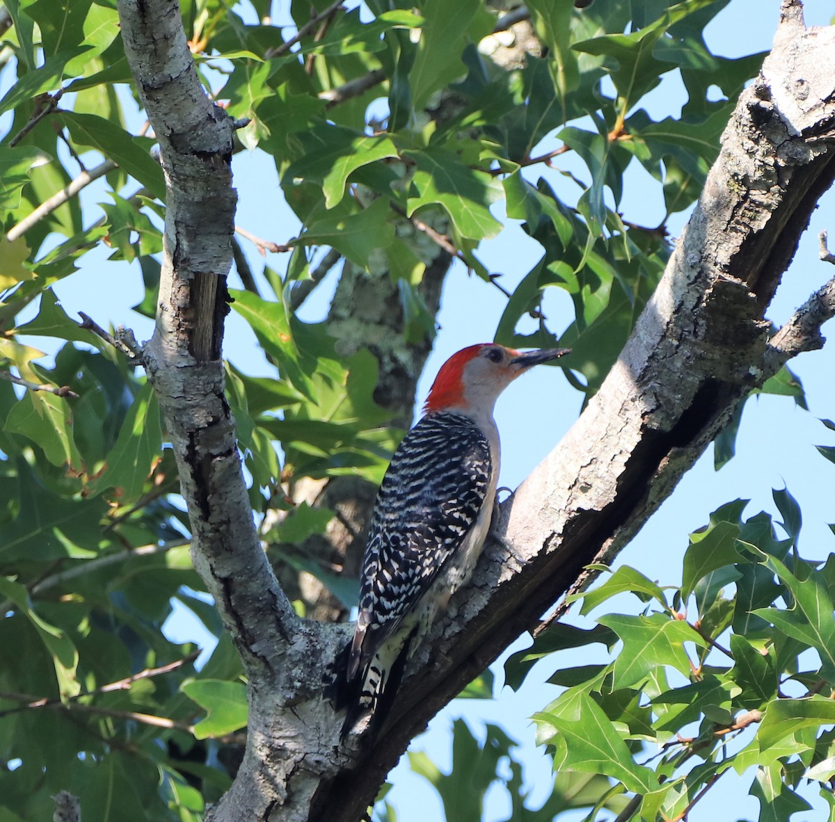 Red-bellied Woodpecker - ML462173041