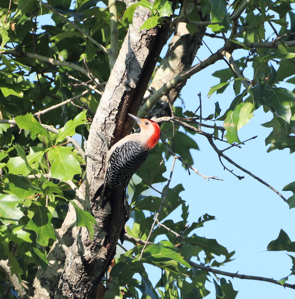 Red-bellied Woodpecker - ML462173151