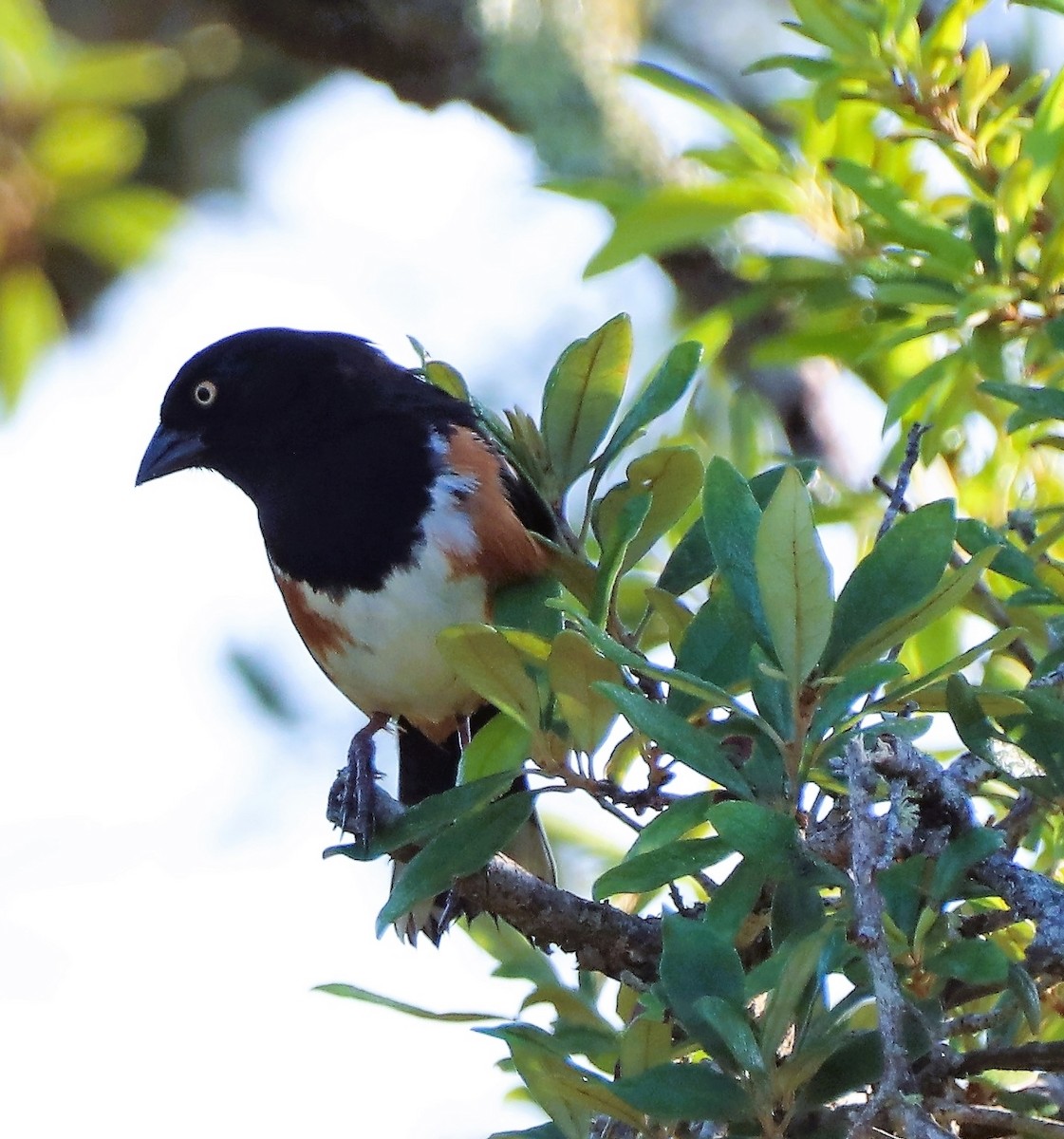 Eastern Towhee - ML462173321