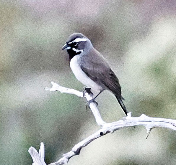 Black-throated Sparrow - ML462173521