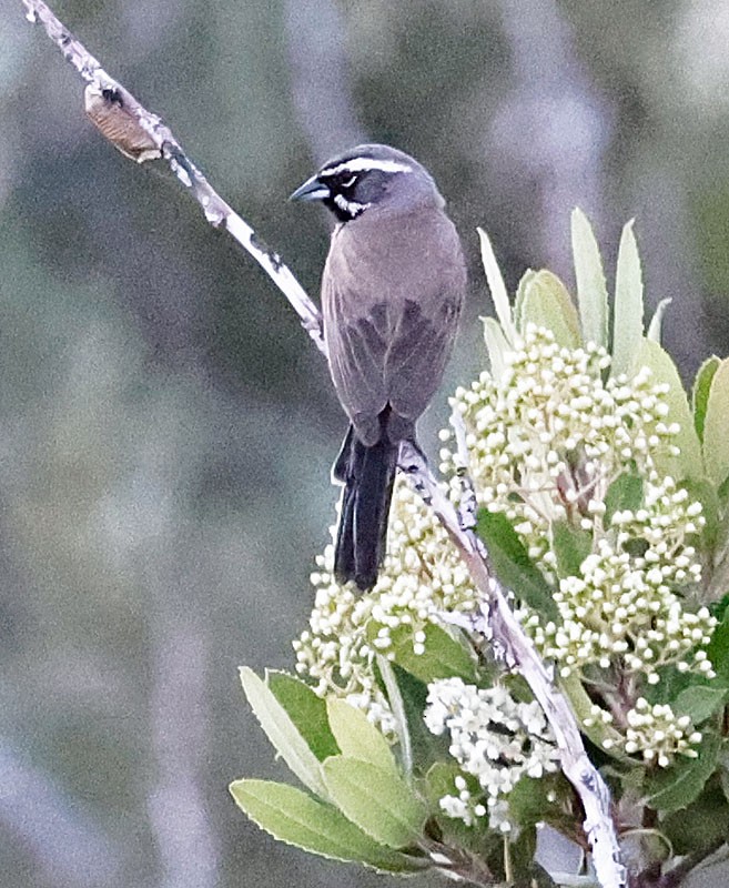 Black-throated Sparrow - ML462173531