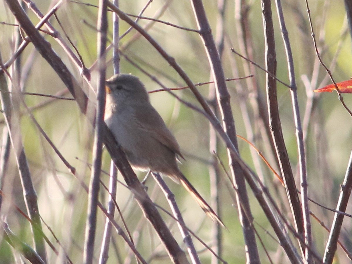 Sharp-billed Canastero - ML462173691