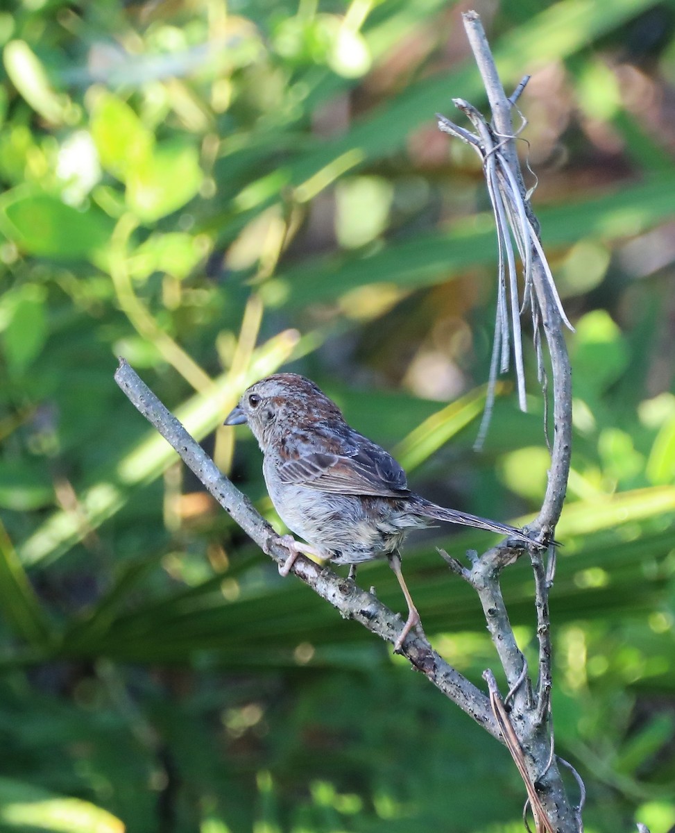 Bachman's Sparrow - ML462173741