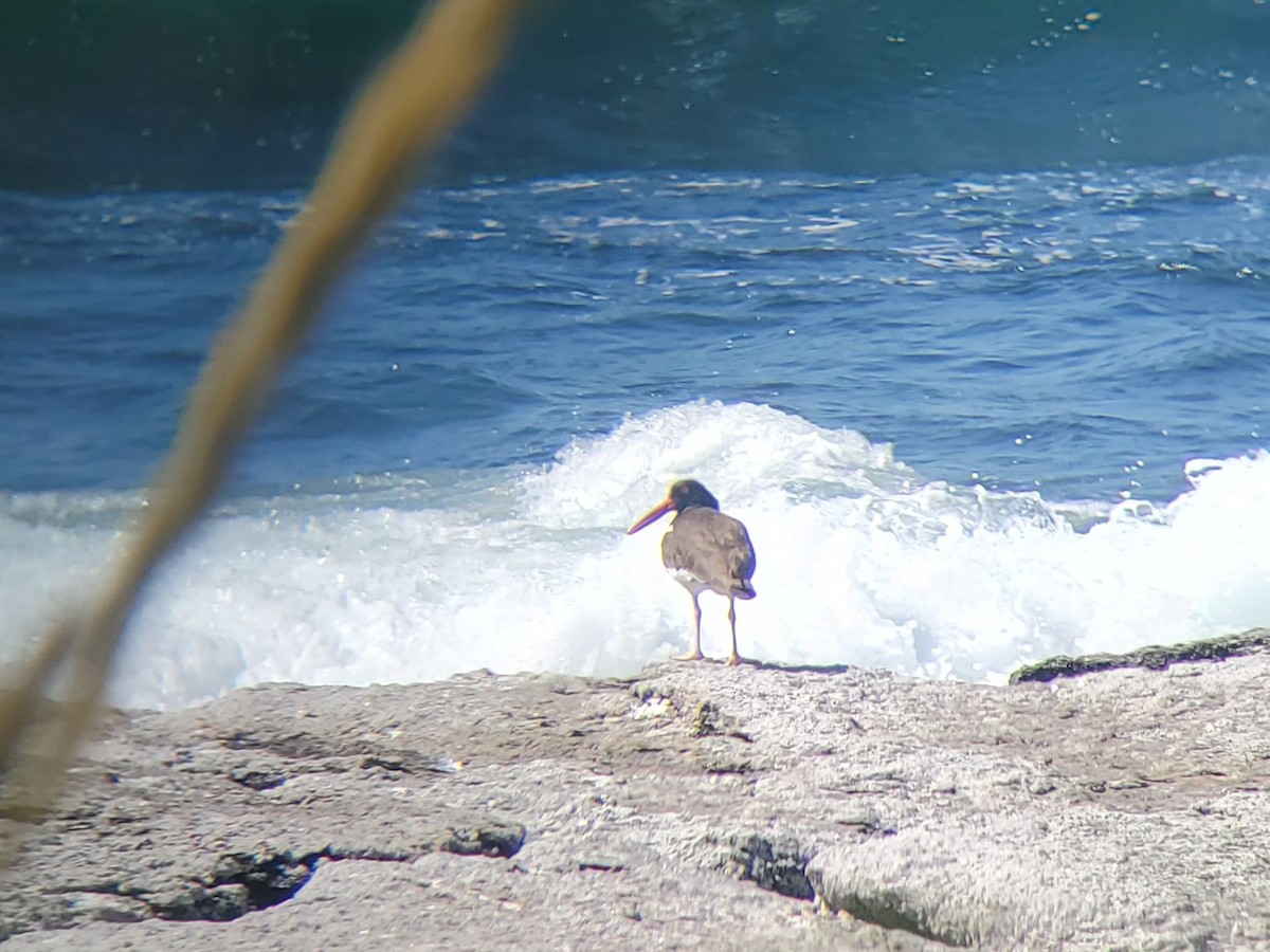 American Oystercatcher - ML462174101