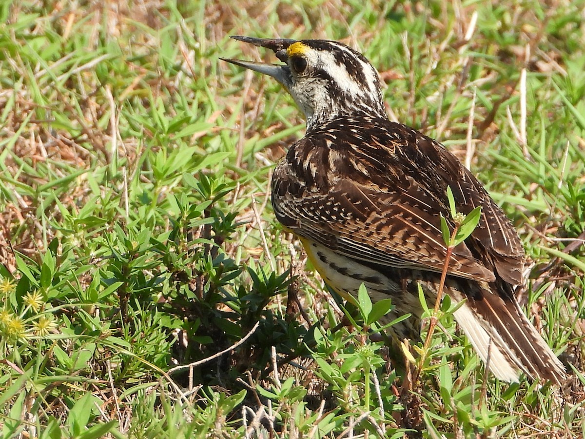 Eastern Meadowlark - ML462174591