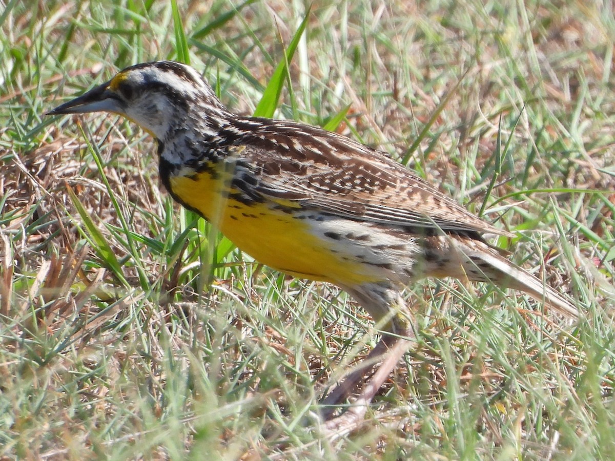 Eastern Meadowlark - ML462174601