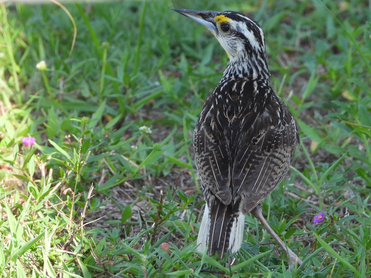 Eastern Meadowlark - ML462174611