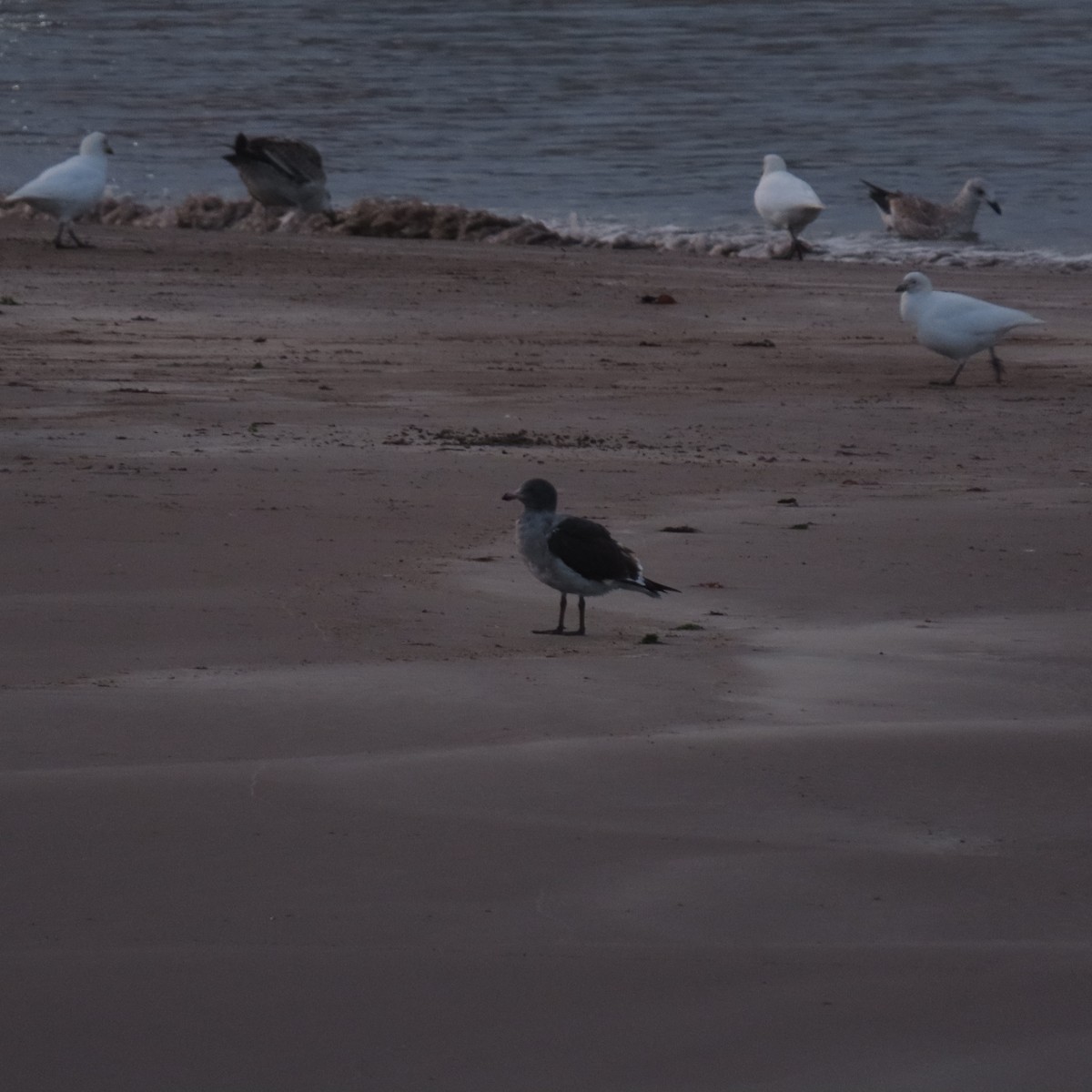 Dolphin Gull - ML462175441