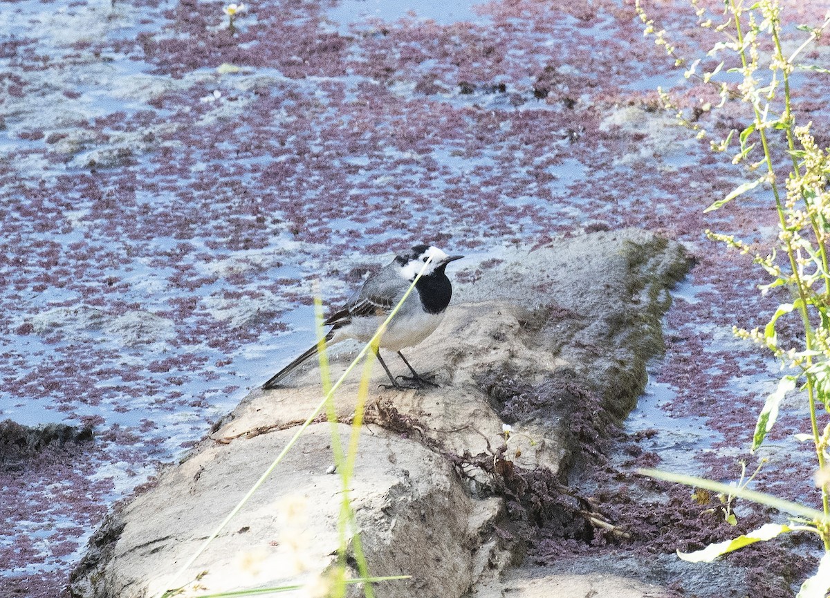 White Wagtail - ML462175871