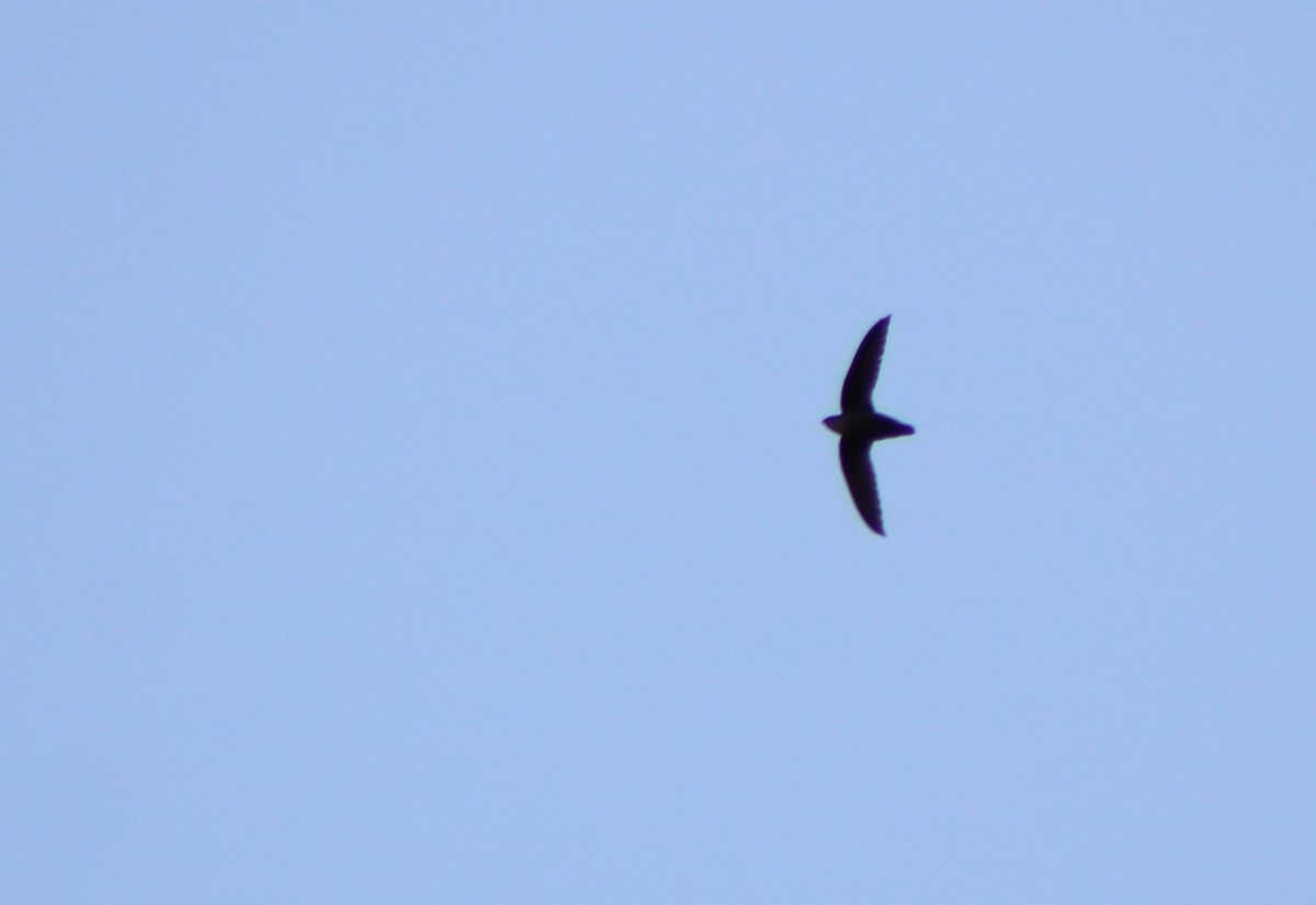 Chimney Swift - ML462176921