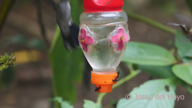 White-browed Hermit - ML462177131