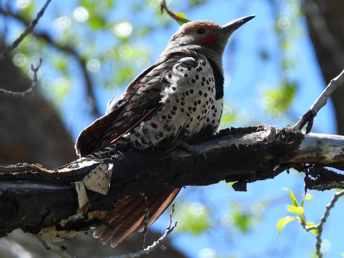 Northern Flicker - Ken Burgdorff